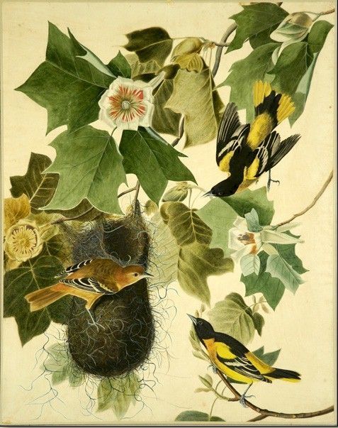 John James Audubon Baltimore Oriole